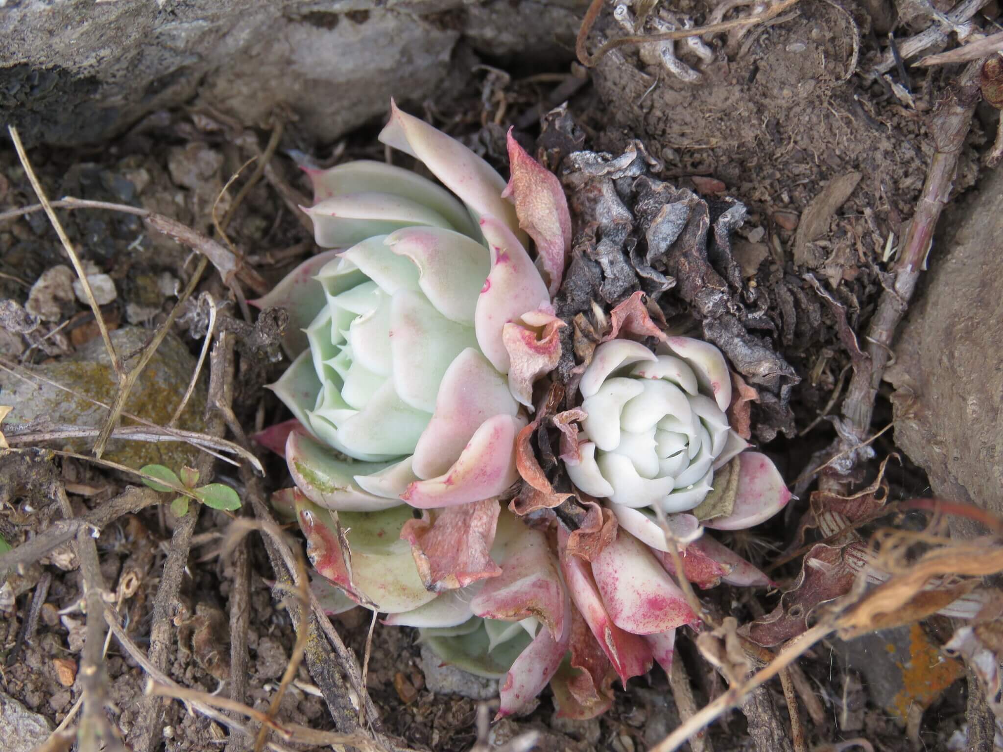 Echeveria hyalina
